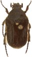 Hoplopygothrix atropurpurea.jpg
